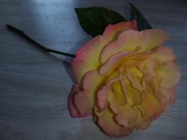 Miniature photo_aou_26_11