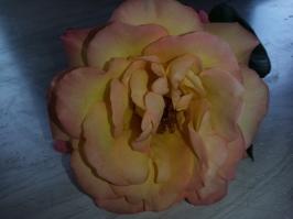 Miniature photo_aou_26_2