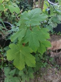 Miniature photo_avr_26_42
