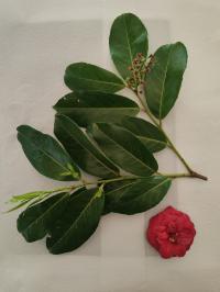 Miniature photo_avr_26_25