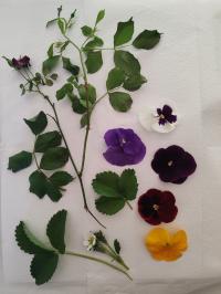 Miniature photo_avr_26_24