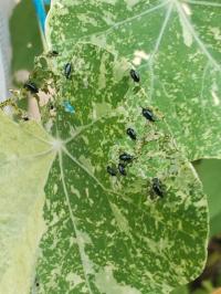 Miniature photo_juil_26_36