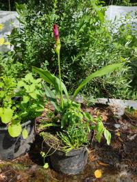 Miniature photo_juin_26_152