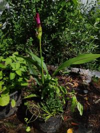 Miniature photo_juin_26_151