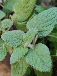 Miniature photo_juin_26_140