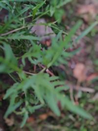 Miniature photo_juin_26_138