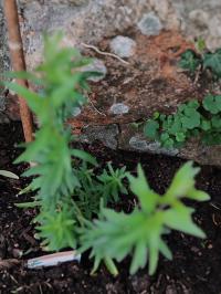 Miniature photo_juin_26_137