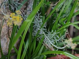Miniature photo_juin_26_134