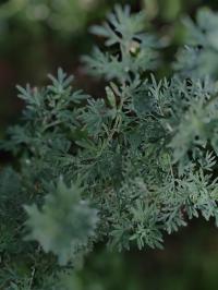 Miniature photo_juin_26_132