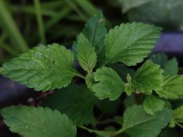 Miniature photo_juin_26_130