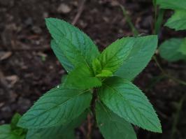Miniature photo_juin_26_129