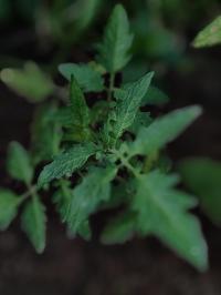 Miniature photo_juin_26_127