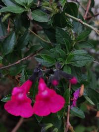 Miniature photo_juin_26_126