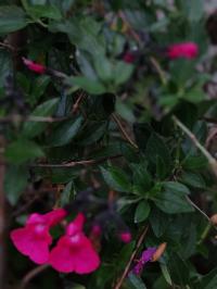 Miniature photo_juin_26_125