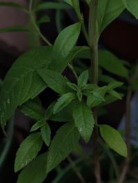 Miniature photo_juin_26_124