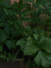 Miniature photo_juin_26_122