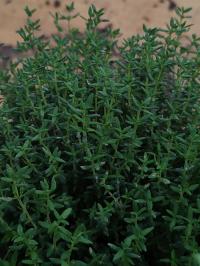 Miniature photo_juin_26_121