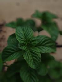 Miniature photo_juin_26_119