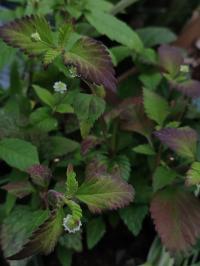 Miniature photo_juin_26_118