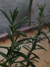 Miniature photo_juin_26_117