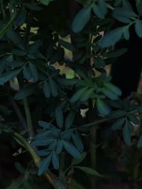 Miniature photo_juin_26_116