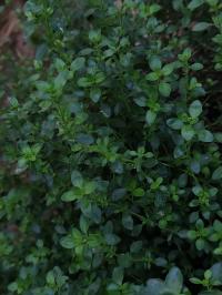 Miniature photo_juin_26_115