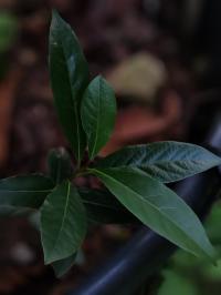 Miniature photo_juin_26_114