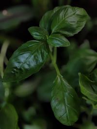 Miniature photo_juin_26_113