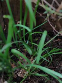 Miniature photo_juin_26_111