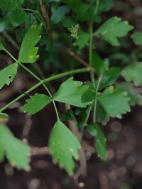 Miniature photo_juin_26_109