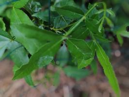 Miniature photo_juin_26_108