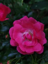 Miniature photo_juin_26_105