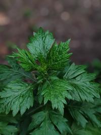 Miniature photo_juin_26_104