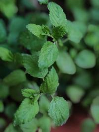 Miniature photo_juin_26_102
