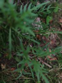 Miniature photo_juin_26_100