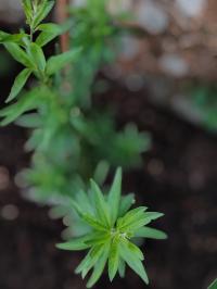 Miniature photo_juin_26_99