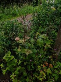 Miniature photo_juin_26_96