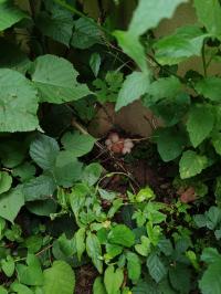 Miniature photo_juin_26_82