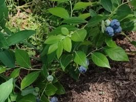 Miniature photo_juin_26_24
