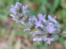 Miniature photo_juin_26_20