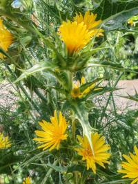 Miniature photo_juin_26_19