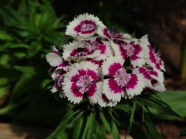 Miniature photo_juin_26_17