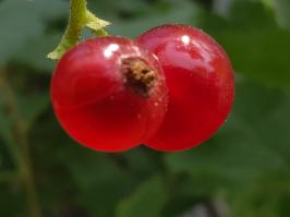 Miniature photo_juin_26_16