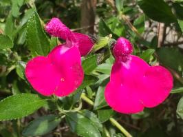 Miniature photo_juin_26_15