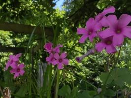 Miniature photo_juin_26_12