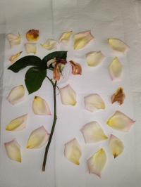 Miniature photo_mai_26_169