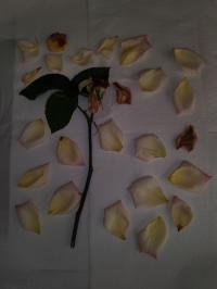 Miniature photo_mai_26_168