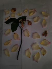 Miniature photo_mai_26_167
