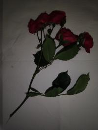 Miniature photo_mai_26_165