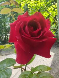 Miniature photo_mai_26_164
